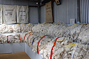 Australia, tas, tassie, tasmania, wool, grade, grades, grading, championship, championships, ribbon, ribbons.