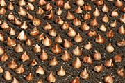 Garden, gardens, bulb, bulbs, spring, spring garden, spring gardens.