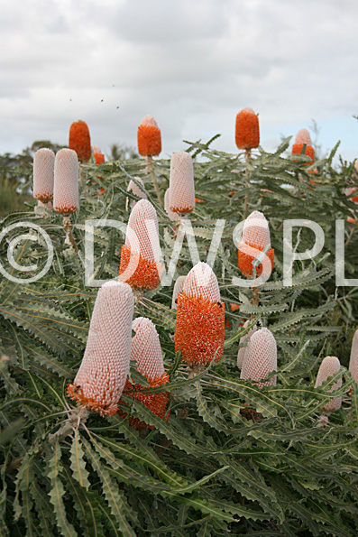 stock photo image: Flower, flowers, banksia, banksias, dwarf, dwarf banksia, dwarf banksias, acorn, acorn banksia, acorn banksias, prionotes, banksia prionotes, dwarf, dwarfs, dwarves, PA76,