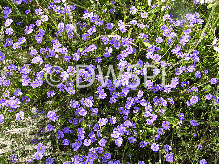 stock photo image: Wildflower, wildflowers, purple, purple flower, purple flowers, dampiera, trigona, dampiera trigona, PA76,