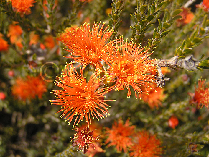 stock photo image: Wildflower, wildflowers, orange, orange flower, orange flowers, eremaea, beaufortoides, eremaea beaufortoides, PA76,