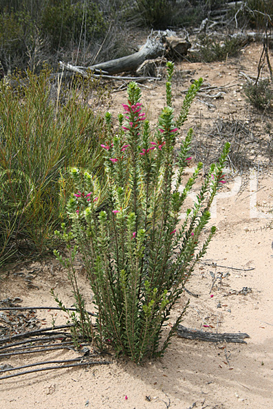 stock photo image: Outback, australian outback, desert, deserts, sand, wildflower, wilflowers, pink, pink flower, pink flowers, eremophila, calorhabdos, EREMOPHILA CALORHABDOS, PA76,