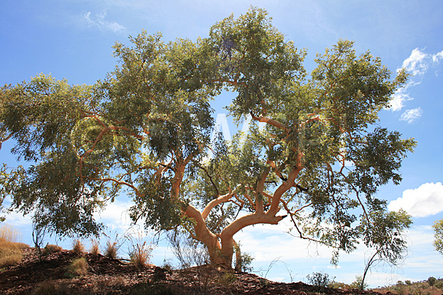 stock photo image: Tree, trees, eucalyptus, eucalyptus tree, eucalyptus trees, gum tree, gum trees, snappy, snappy gum, snappy gums, leucophloia, eucalyptus leucophloia, PA76,