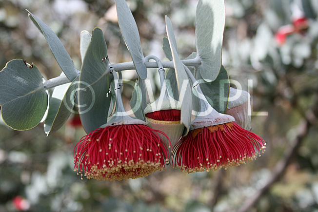 stock photo image: Tree, trees, eucalyptus, eucalyptus tree, eucalyptus trees, gum tree, gum trees, rhodantha, eucalyptus rhodantha, mallee, rose mallee, PA76,