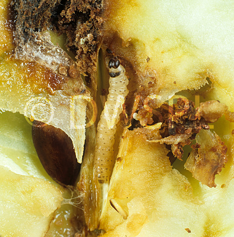 stock photo image: Insect, insects, moth, moths, codlin, codling, codlin moth, codlin moths, codling moth, codling moths, cydia, pomonella, cydia pomonella, pest, pests, apple, apples, fruit, caterpillar, caterpillars.