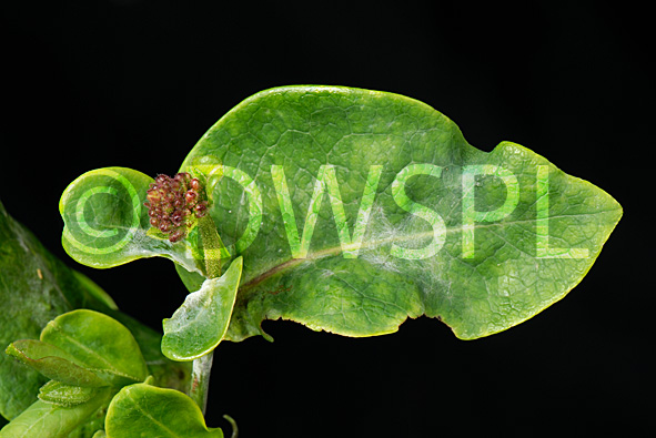 stock photo image: Disease, diseases, plant disease, plant diseases, powdery, mildew, powdery mildew, erysiphe, lonicerae, erysiphe lonicerae, honeysuckle, lonicera.