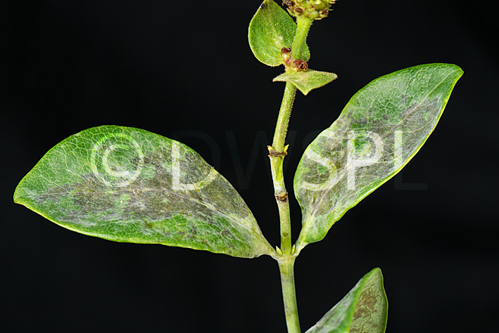 stock photo image: Disease, diseases, plant disease, plant diseases, powdery, mildew, powdery mildew, erysiphe, lonicerae, erysiphe lonicerae, honeysuckle, lonicera.