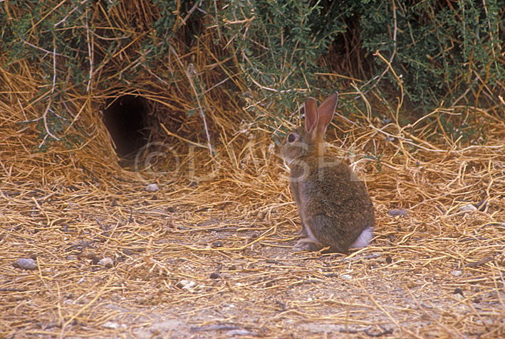 stock photo image: Animal, animals, feral, feral rabbit, feral rabbits, feral animal, feral animals, rabbit, rabbits, brown, burrow, burrows, brown rabbit, brown rabbits, wild, wild rabbit, wild rabbits, mungo, mungo np, mungo national park, national park, national parks, nsw, new South Wales, wild, wildlife, wild rabbit, wild rabbits.