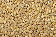 Pearl, barley, pearl barley, grain, crop, crops.