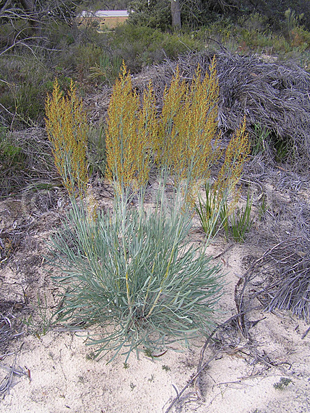 stock photo image: Stirlingia, latifolia, stirlingia latifolia, PA76,