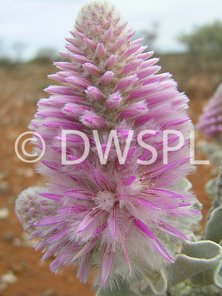 stock photo image: Flower, flowers, wild, wildflower, wildflowers, WA wildflowers, Western Australian wildflowers, ptilotus, rotundifolius, ptilotus rotundifolius, PA76,