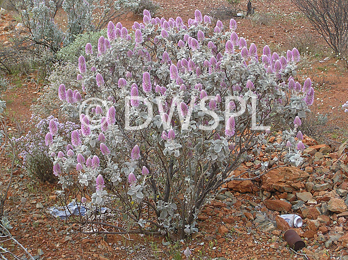 stock photo image: Flower, flowers, wild, wildflower, wildflowers, WA wildflowers, Western Australian wildflowers, ptilotus, rotundifolius, ptilotus rotundifolius, PA76,