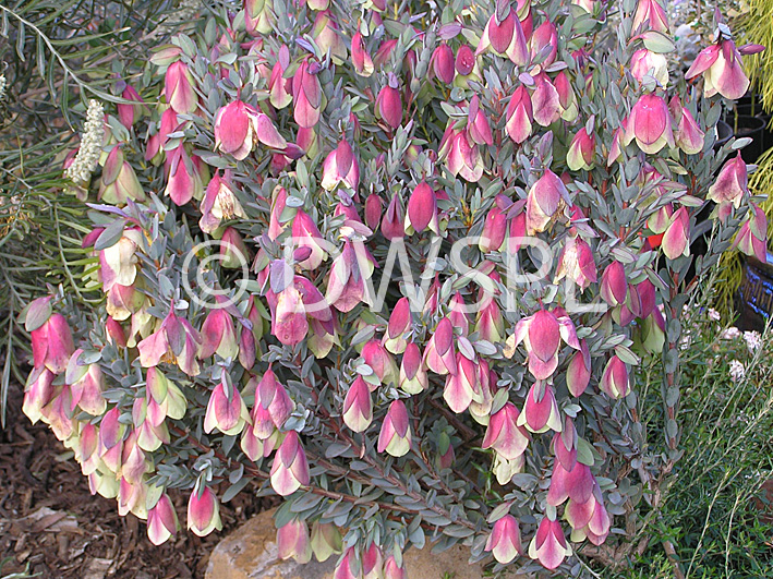 stock photo image: Flower, flowers, pimelea, physodes, pimelea physodes, PA76,