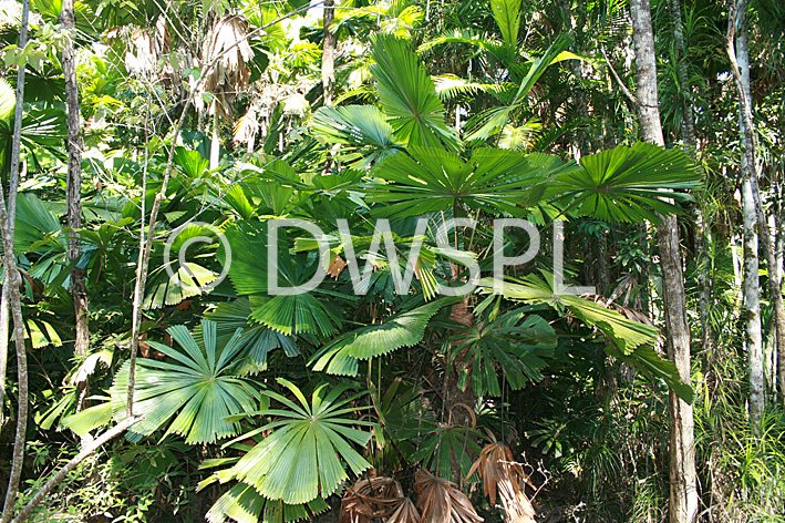 stock photo image: Australia, qld, queensland, palm, palms, daintree, daintree np, daintree national park, national park, national parks, great dividing range, daintree palm, daintree palms, licuala, ramsayi, licuala ramsayi, DFF, DFFNATPKS, PA76,