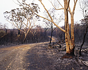 Disasters, fire, fires, bushfire, bushfires, bush fires, road, roads, unsealed, unsealed road, unsealed roads, tree, trees, vanishing point, nsw, australia