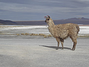 Bolivia