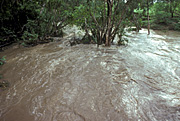 Australia, nt, northern territory, disaster, disasters, flood, floods, flooding, flooded, adelaide, adelaide river, river, rivers.