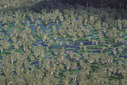 Australia, nt, northern territory, disaster, disasters, flood, floods, flooding, flooded, kakadu, kakadu np, kakadu national park, national park, national parks, aerial, aerials, tree, trees.