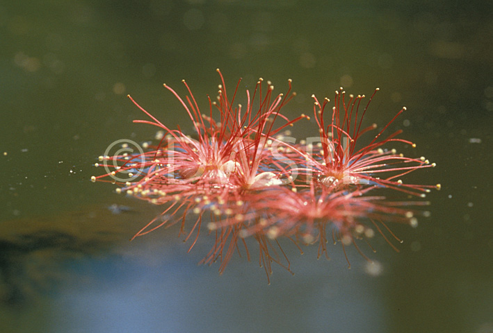 stock photo image: Australia, wa, western australia, river, rivers, water, carson, carson river, kalumburu, mangrove, mangroves, freshwater, freshwater mangrove, freshwater mangroves, barringtonia, acutangular, flower, flowers, red, red flower, red flowers.