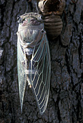 Insect, insects, Hemiptera, invertebrate, invertebrates, arthropod, arthropods, cicada, cicadas, cicadidae.