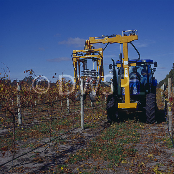 stock photo image: Australia, vic, victoria, prune, prunes, pruning, machine, machines, machinery, Agriculture, Fruit, Grape, Grapes, Vine, vines, vineyard, vineyards, grapevine, grapevines, grape vine, grape vines, vitis, industry, wine, wine industry, rural, rural scene, rural scenes.