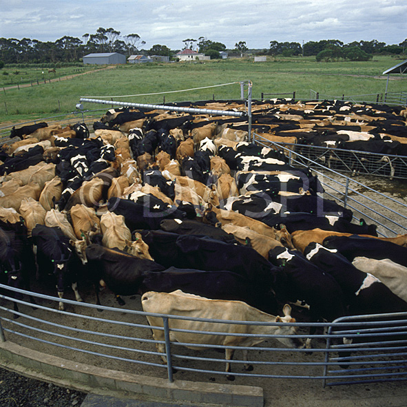 DAIRY COWS IN A HOLDING YARD, RURAL VICTORIA, AUSTRALIA