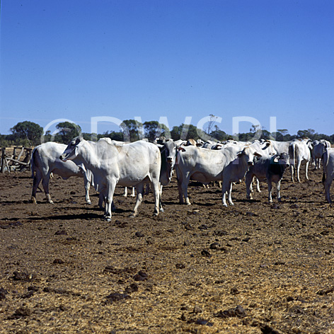 stock photo image: Farming, Farmland, farm, farms, Animal, Animals, Cow, Cows, cattle, australia, queensland, qld, winton, brahman, brahman cattle, brahman cow, brahman cows.