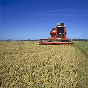 Australia, New South Wales, rice, harvesting, harvest, machine, machines, harvester, harvesters, crop, crops, machinery, jerilderie, DFF, DFFAGRIC.