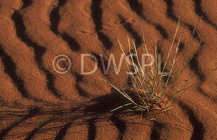 stock photo image: Australia, Australian, Australian desert, Australian deserts, Desert, deserts, desert scenes, sa, south australia, outback, australian outback, outback australia, moomba, moomba gas field, moomba gas fields, dunes, sand, sand dune, sand dunes, moomba, moomba gas field, moomba gas fields, outback, australian outback, outback australia, vegetation.