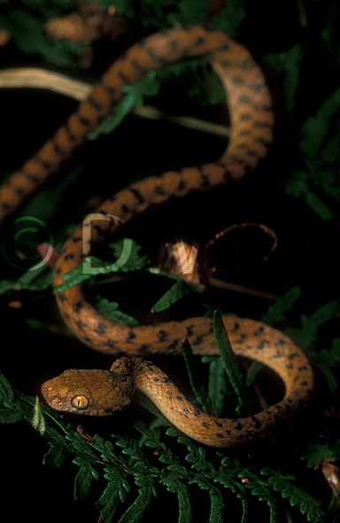stock photo image: Fern, ferns, forest, forests, rainforest, rainforests, island, islands, stradbroke, stradbroke island, qld, queensland, australia, animal, animals, reptile, reptiles, snake, snakes, tree, tree snake, tree snakes, brown, brown tree snake, brown tree snakes, boiga, irregularis, boiga irregularis.