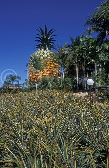 stock photo image: Australia, qld, queensland, sunshine coast, pineapple, pineapples, fruit, big thing, big things, palm tree, palm trees, big pineapple.