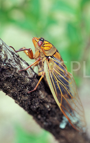 stock photo image: Insect, insects, Hemiptera, invertebrate, invertebrates, arthropod, arthropods, cicada, cicadas, cicadidae.