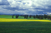 Agriculture, Australia, Qld, Queensland, Canola, Canola crop, canola crops, canola field, canola fields, field, fields, crop, crops, oilseed, oilseed crop, oilseed crops, Brassica, brassica napus, oil, oils, tree, trees, cloud, clouds.
