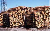 New zealand, nz, south island, lyttleton, log, logs, logging, lumber, timber industry, logging industry, agriculture, industry, port, ports, christchurch.
