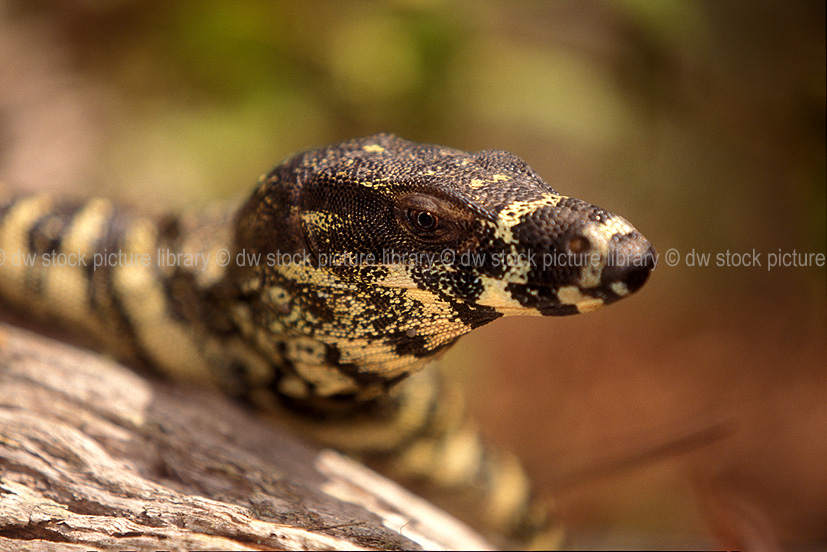 stock photo image: Animal, animals, reptile, reptiles, australian reptile, australian reptiles, varanus, varius, varanus varius, lace, lace monitor, lace monitors, monitor lizard, monitor lizards, goanna, goannas, lizard, lizards, nt, northern territory, australia.