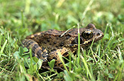 Animal, animals, frog, frogs, amphibian, amphibians, amphibia, Australia, Sport pictures, Sports, balloon images, hot air balloons