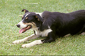 Animal, animals, dog, dogs, pet, pets, domestic, domestic dog, domestic dogs, tongue, tongues.