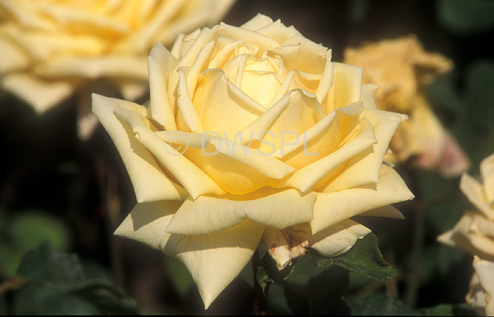 stock photo image: Floral, floral, flower, flowers, rose, roses, rosa, diamond jubilee, yellow, yellow flower, yellow flowers, hybrid, hybrids, hybrid tea rose, hybrid tea roses, tea rose, tea roses.