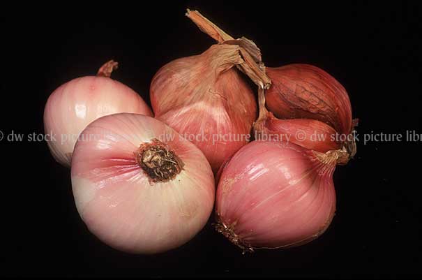 stock photo image: Food, Vegetable, Vegetables, onion, onions, tree onion, tree onions, egyptian onion, egyptian onions, multiplier, multipliers, allium, allium cepa, proliferum.