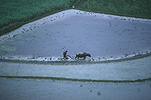 Agriculture, rice, rice growing, rice paddy, rice paddies, rice field, rice fields, paddy, paddies, China, zhou zhou, plough, ploughs, ploughing, oxen, oxens, Guiyang.