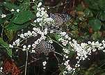 Arthropod, Arthropods, lepidoptera, Insect, Insects, butterfly, butterflies, flower, flowers, white, white flower, white flowers, GD39,
