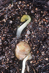 PEA (PISUM SATIVUM) `EARLICROP MASSEY' EMERGING SEEDLING IN SOIL, WESTLEIGH, NEW SOUTH WALES, AUSTRALIA