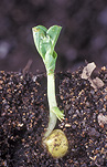 PEA (PISUM SATIVUM) `EARLICROP MASSEY' EMERGING SEEDLING IN SOIL, WESTLEIGH, NEW SOUTH WALES, AUSTRALIA