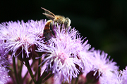 Insect, insects, bee, bees, flower, flowers, ageratum, floss flower, floss flowers.