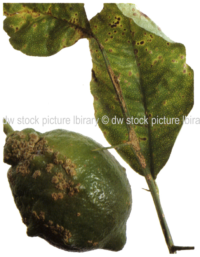 stock photo image: Disease, diseases, plant disease, plant diseases, scab, scabs, citrus scab, fungal disease, fungal diseases, sphaceloma, fawcettii, sphaceloma fawcettii, lemon, lemons, citrus, citrus fruit,