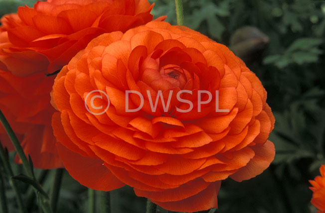 stock photo image: Flower, flowers, ranunculus, ranunculi, red, red flower, red flowers, bloomingdale series.