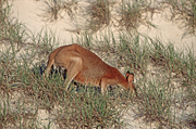Animal, Animals, Australia, Australian, Australian animal, Australian animals, macropod, macropods, beach, beaches, dune, dunes, sand, sand dune, sand dunes, macropus, mammal, mammals, marsupial, marsupials, wallabia, kangaroo, kangaroos, wallaby, wallabies, agile, agile wallaby, agile wallabies, macropus, agilis, macropus agilis.