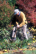 Man, men, male, males, gardener, gardeners, gardening, dig, digs, digging, shovel, shovels, shovelling, spade, spades, tool, tools, garden tool, garden tools.