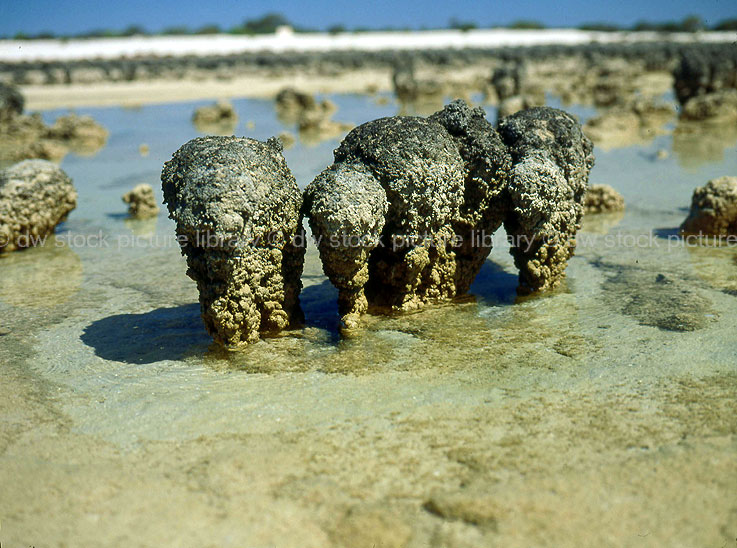 stock photo image: Australia, WA, Western Australia, Hamelin, hamelin pool, stromatolite, shark bay, bay, bays, coast, coasts, coastal, coastline, coastlines, paleontology, stromatolites, fossil, fossils, organism, bacteria, bacterias, cyanobacteria, cyanobacterias, coast, coasts, coastline, coastlines, seashore, seashores, shoreline, shorelines.