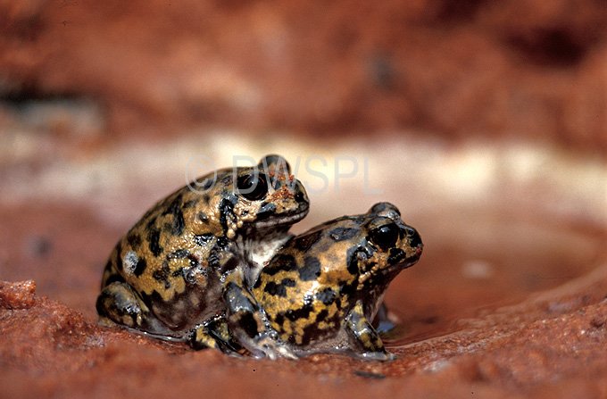 mating